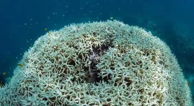 第6次物种大灭绝已经到来？科学家发现珊瑚中出现灾难征兆