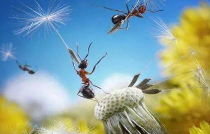 一只倒霉的蚂蚁从10万米高空掉落，它会怎么个死法？