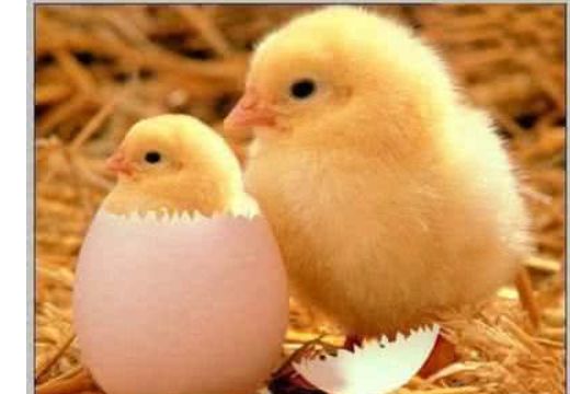究竟是先有鸡？还是先有蛋？科学家给出答案了