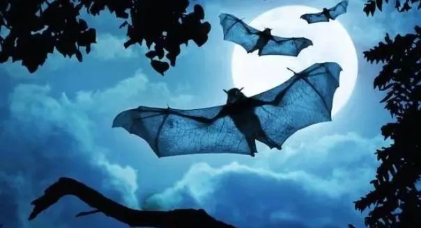 人类如果把所有蝙蝠歼灭，会有什么后果？科学家：会危及整个地球