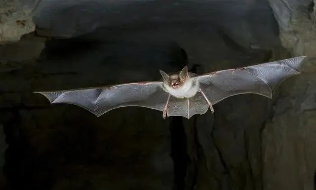 科学家发现，蝙蝠藏有六种新型冠状病毒