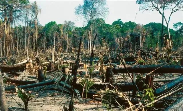 科学家警告“临界点”，亚马逊雨林“可能在短短50年内消失”