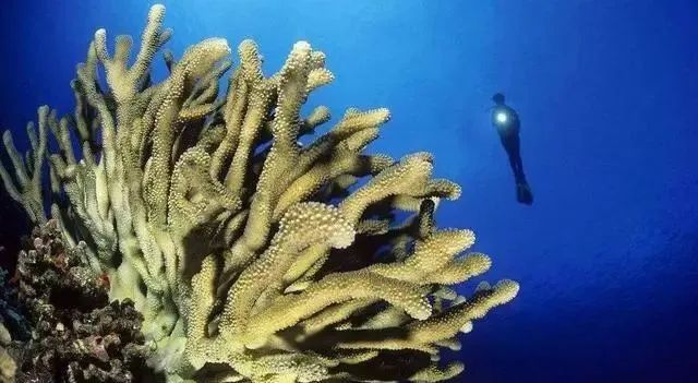 第6次物种大灭绝已经到来？科学家发现珊瑚中出现灾难征兆