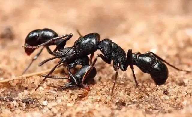 科学家把蚂蚁放大10000倍后，能不能主宰地球？真相让人很意外！