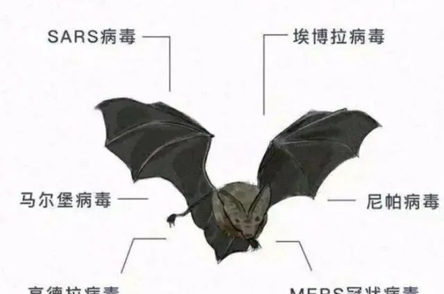 人类如果把所有蝙蝠歼灭，会有什么后果？科学家：会危及整个地球