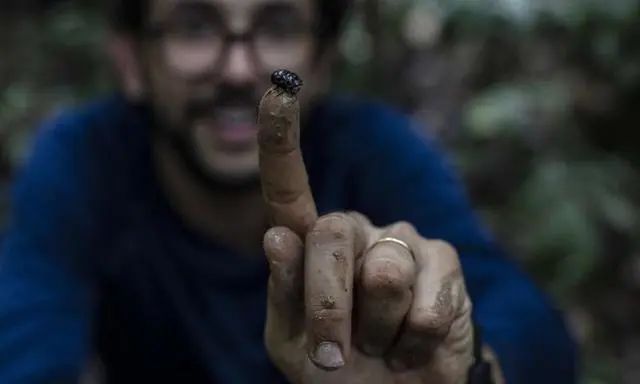 厄尔尼诺现象2020年会重现？或促使亚马逊地区的昆虫“崩溃”