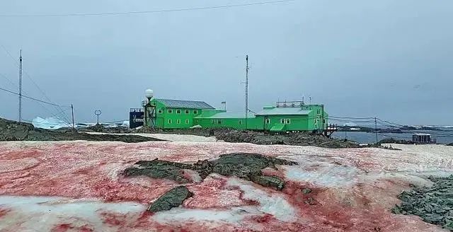 怪事？南极惊现粉色“西瓜雪”，专家：或是全球变暖危险警告