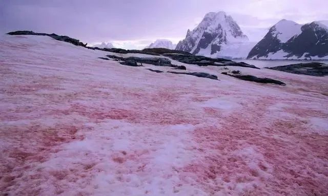 怪事？南极惊现粉色“西瓜雪”，专家：或是全球变暖危险警告