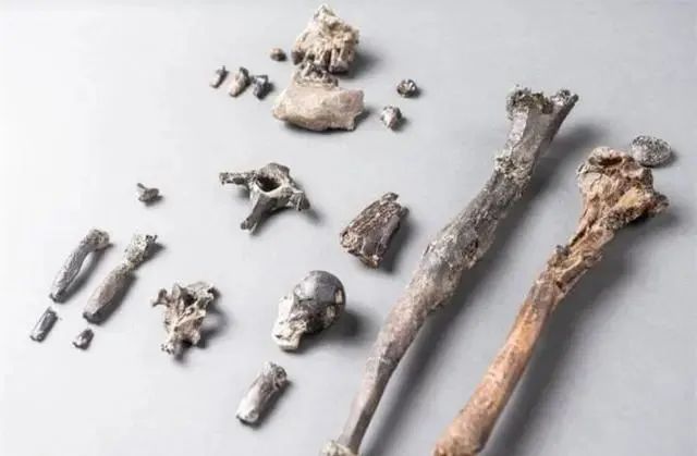 为什么没有发现过带尾巴的古人类化石？人的尾巴去哪儿了？