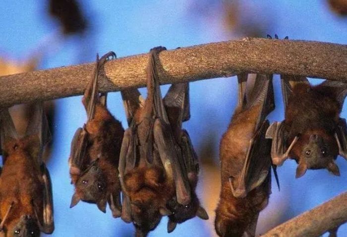 蝙蝠是什么进化来的？