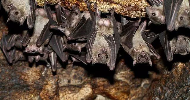 科学家研究蝙蝠叫声，发现它们大部分时间都在吵架