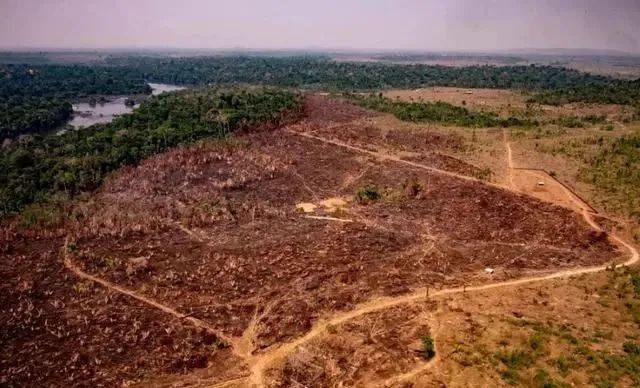 “地球之肺”危在旦夕！科学家：亚马逊雨林可能在50年内消失