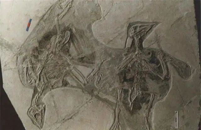 为什么没有发现过带尾巴的古人类化石？人的尾巴去哪儿了？