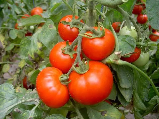2020年不一样？法国第1次发现“番茄病毒”，还有3个国家也检测到