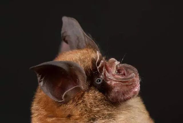 蝙蝠携带近百种病毒却不受感染，对人类危害极大，非典也与它有关