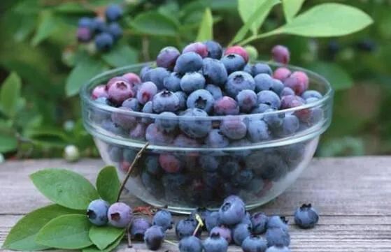 蓝莓的功效与作用，蓝莓怎么吃是正确的方法