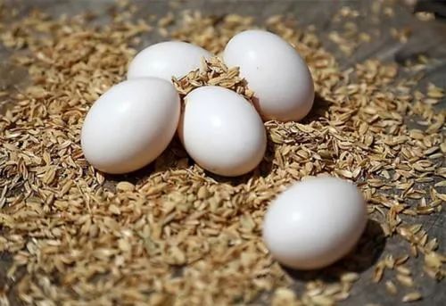 鸽子蛋的营养价值及功效，鸽子蛋的禁忌人群有哪些