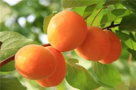杏的功效与作用，杏的食用方法有哪些