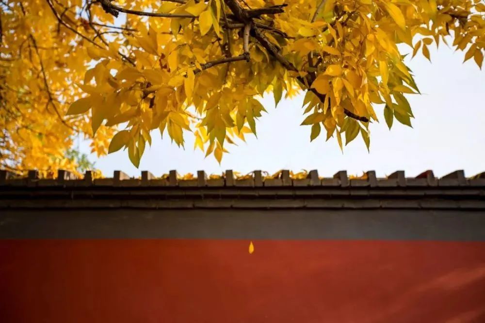 苏东坡诗词里的秋天：美了一千年！