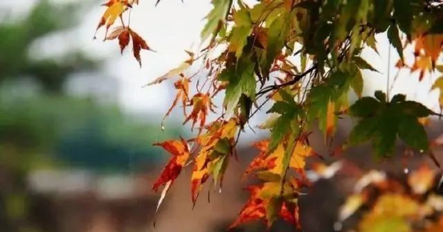 韦应物这首诗你可曾记得？四句饱含凄凉之味，成为秋天别样的风景