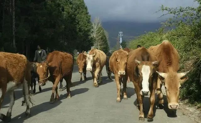 关于乡村的19首诗词：那年村口那头牛，满载春风与自由