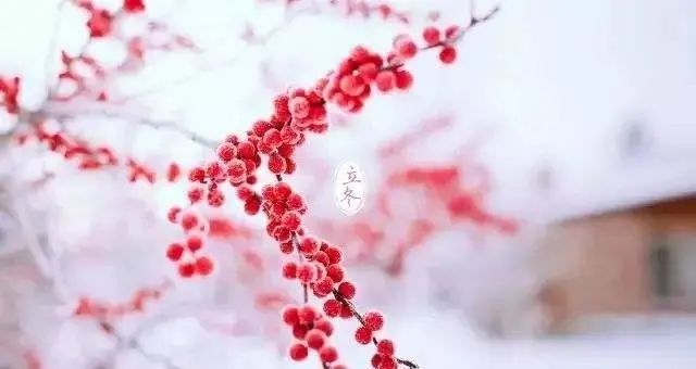 中国诗词大会：几首立冬诗，一个名妓恋才子故事，望警醒人世温暖