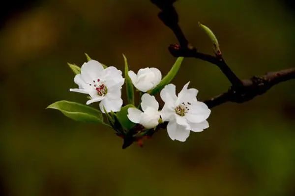 30句脍炙人口的“梨花”诗，带你领略梨花之美！
