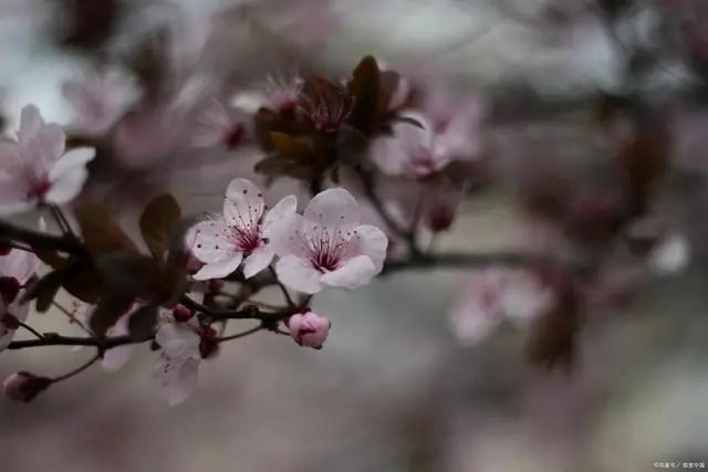 九首樱花诗词：东风渐暖满城春，樱花如霰晓莺啼