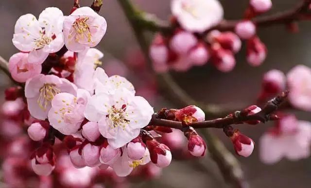 春风花草香——诗词里最美的花