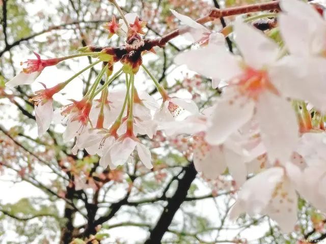 九首樱花诗词：东风渐暖满城春，樱花如霰晓莺啼