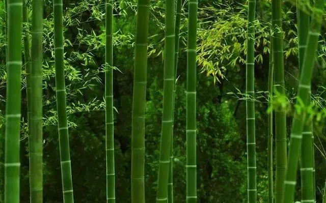 人在低谷时，就要像竹子一样，这几首诗给你奋发向上的力量
