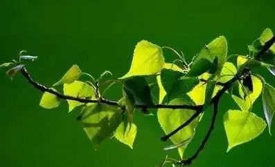 植树节，读读几首写树的古诗词，杨柳拂面，绿杨垂风……