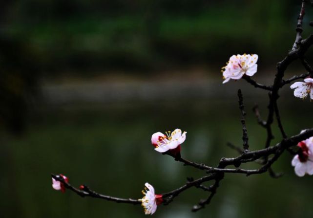 薄寒能几许 春雨满池塘，古诗词里的春寒，感受春天里的寒冷！
