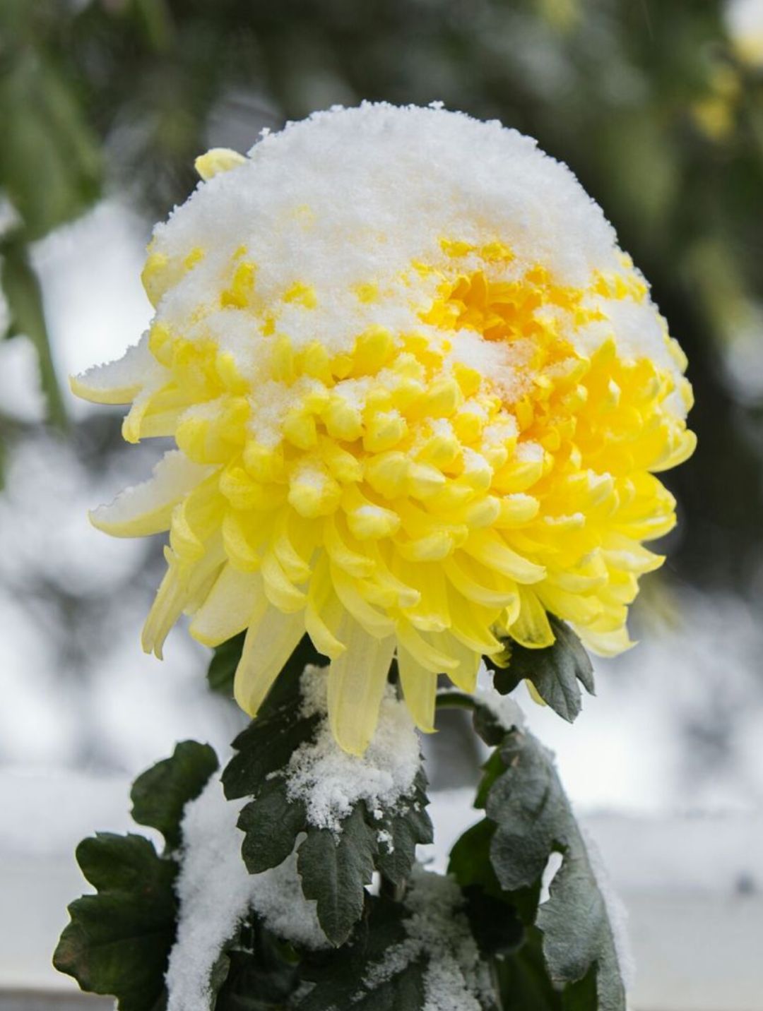十首冬天菊花的诗词，在冰天雪地里依然是那样美丽