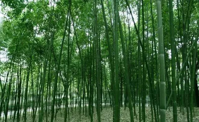 人在低谷时，就要像竹子一样，这几首诗给你奋发向上的力量