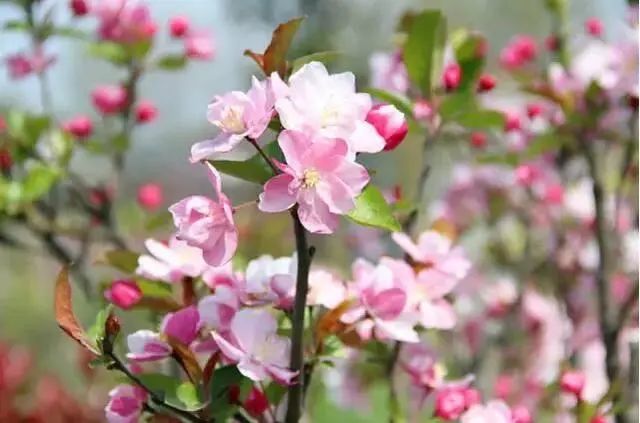 春风花草香——诗词里最美的花