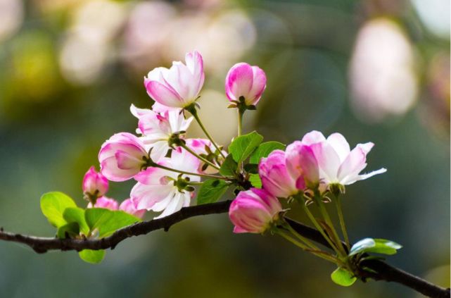 十首初春诗词，在诗词里寻找初春的美好，迎接美好的春天！