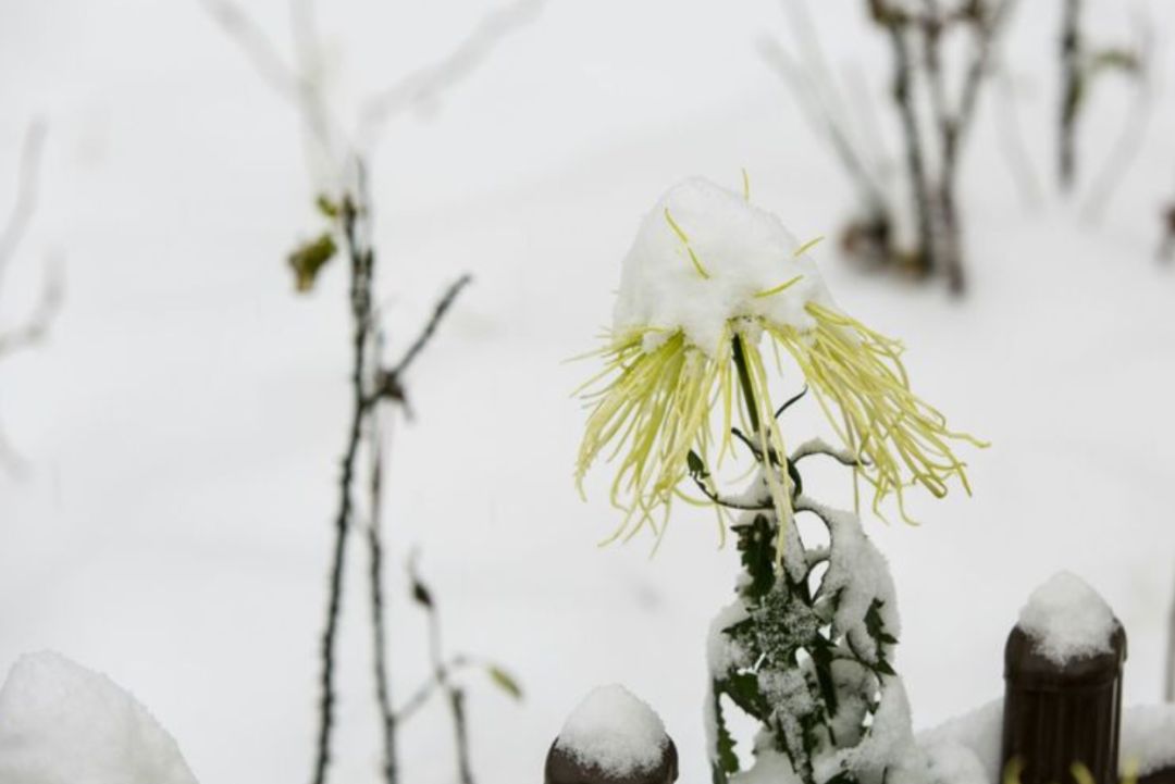 十首冬天菊花的诗词，在冰天雪地里依然是那样美丽