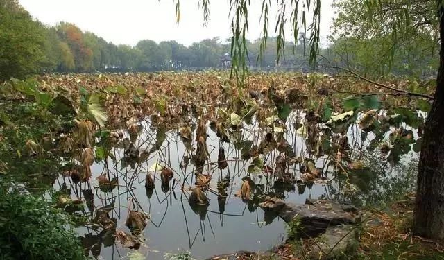 李商隐最唯美的荷叶唐诗，最后七个字点睛之笔，富有诗意流传很广