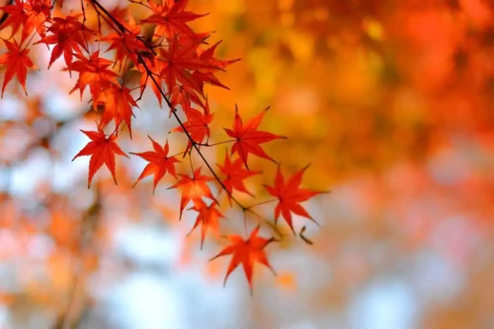 王维笔下最美的秋日夕阳，字字诗情画意，一代诗佛名不虚传