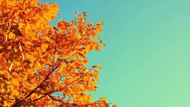 木叶落，秋分至，正是一年最美时