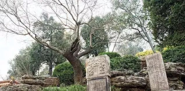 几百年过去了，吊死崇祯皇帝的那棵老歪脖子树，现状如何？