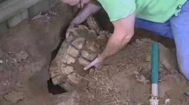 两千年古墓中出现巨龟，人们看到吓得后退，专家如何说？