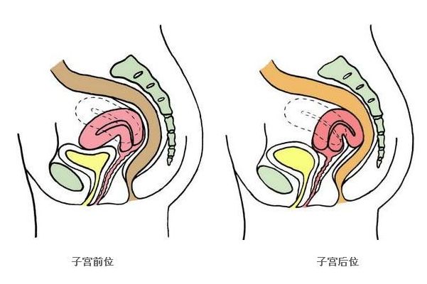 子宫前位好还是后位好，解锁7种容易怀孕的做爱姿势