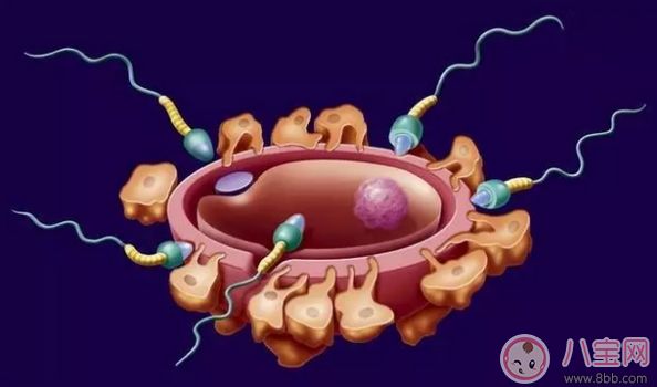 4天内快速怀孕成功 成功率最高的怀孕方法