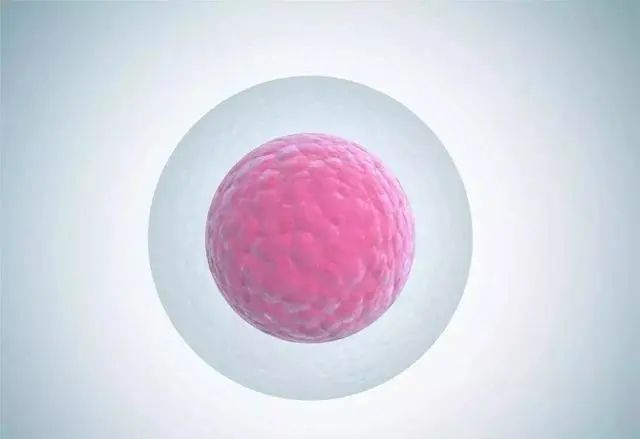 能让你快速怀孕的卵泡长什么样？这2种食物助你养出好卵泡