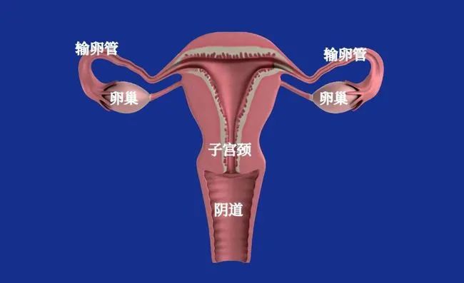 研究发现：真人示范3种最佳的受孕姿势(组图)