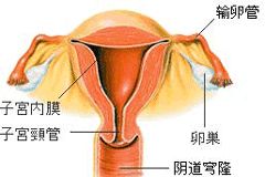 子宫内膜薄，到底怎么处理才能好孕？