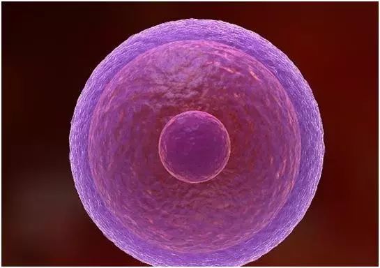 上亿个精子，最后成功和卵子结合的只有一个，其他精子在哪？