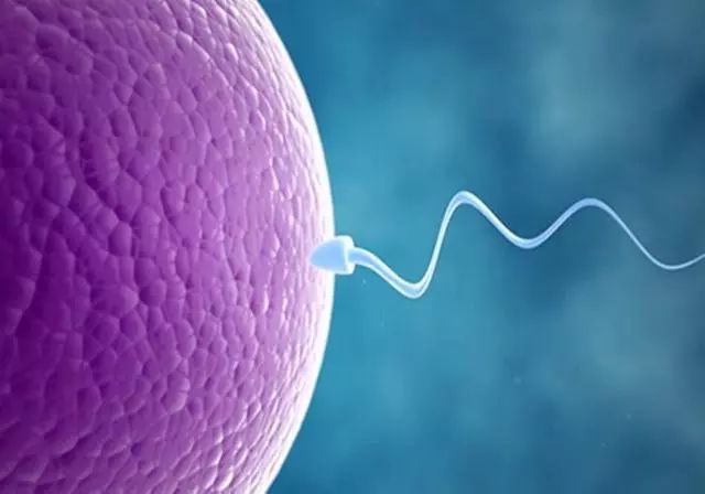 受精卵是怎么孕育生命的？进“球”前的竞争很激烈，红着脸看完